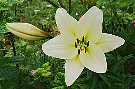 Lilium x cultivar