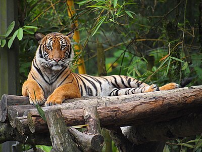 Malaja tigro