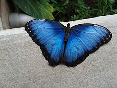 Mariposa Morpho azul