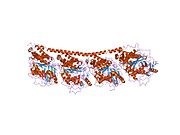 1sa1: Tubulin-podophyllotoxin: stathmin-like domain complex