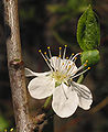 Prunus domestica (Plum)