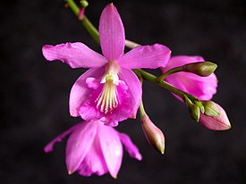 Цветки Pseudolaelia corcovadensis —типового вида рода