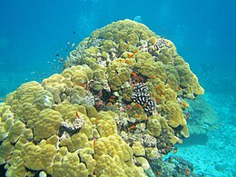 Une très vieille colonie de corail (Porites) sur la barrière ouest.