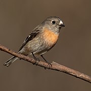 Scarlet Robin female - Blackheath