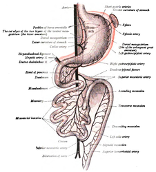 Drugi stadijum razvića intestinalnog kanala i trbušne maramice, frontalno (dijagramski). Jetra je ukloljena i dva sloja ventralnog mezogastrijuma (lesser omentum) su isečena. Sudovi su prikazani crnom bojom, a peritoneum crvenom.