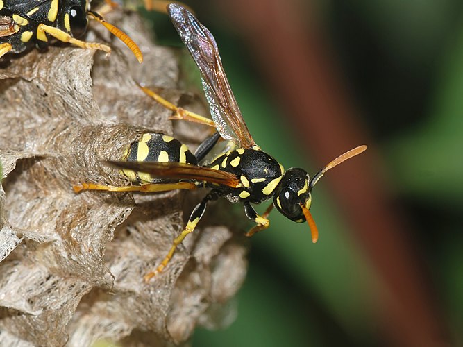 Молодая самка осы бумажной (Polistes gallicus)