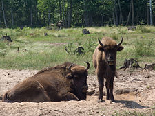 Wisentn of Europeesche bizons in 't Bus van Białowieża