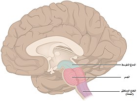 جذع الدماغ ملون بثلاثة ألوان، النخاع المستطيل ملون بلون بنفسجي