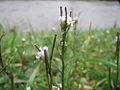 Cardamine hirsuta