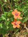 Lysimachia arvensis