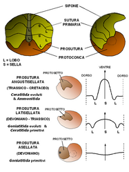 Sopra: schema degli stadi iniziali di sviluppo della conchiglia, corrispondenti alla protoconca più le prime camere del fragmocono. Sotto: tipi di prosutura (sutura della protoconca) nell'evoluzione degli Ammonoidea. La freccia indica la direzione dell'apertura ed è posta in corrispondenza del ventre; la linea tratteggiata indica il dorso.