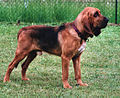 Cão de Santo Humberto (Bloodhound)