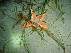 Bollonaster pectinatus