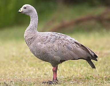 Cape Barren goose, by JJ Harrison