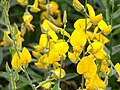 Thumbnail for Crotalaria juncea