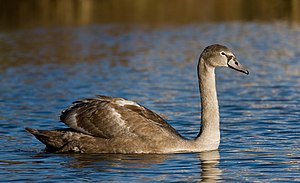 Juvenile Mute Swan (Cygnus olor)