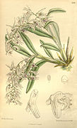 Dendrobium denudans