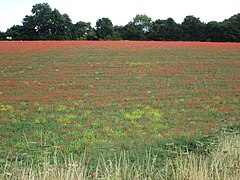 Field of poppies next to the Herbert’s Hole public footpath - geograph.org.uk - 3724457.jpg