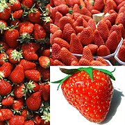 Les trois variétés de la fraise de Carpentras.