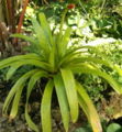 Guzmania rubrolutea