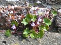 Ivy-leaved toadflax