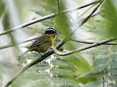 Kleinothraupis atropileus - Black-capped Hemispingus.jpg