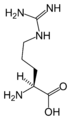 L-arginin (Arg / R)