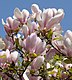 Pink Magnolia