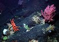 Biota on the NE seamount chain