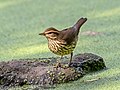 Image 11Northern waterthrush in Central Park