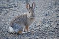 20 octobre 2015 Taadaaa...! Trop fort, le lapin a fait disparaître le magicien !!!!