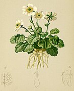 Ranunculus bilobus