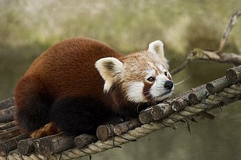 Un panda rouge (Ailurus fulgens) du zoo de Munich (Allemagne), originaire de Chine méridionale. (définition réelle 1 024 × 683*)