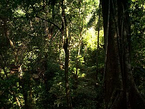 Selva tropical Selva Lacandona, Chiapas