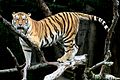 A tiger perched in a tree