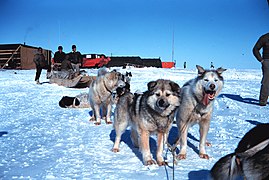 Sledenhonden in Alaska