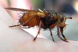 Deux Cueillerons blancs translucides bien développés à la base de l'aile.