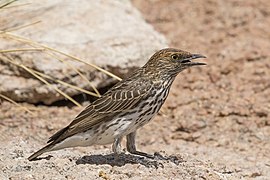 Violet-backed starling (Cinnyricinclus leucogaster verreauxi) female