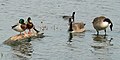 Mallards, Canada geese and a Coot (Fulica americana)