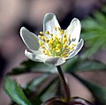 Anemone nemorosa