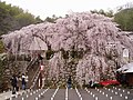 瑠璃寺(吉田)のしだれ桜