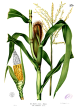 Miniatura para Zea mays