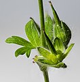 Immature fruit