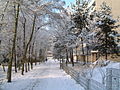 Die Pfingstweide im Winter 2001