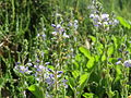 Echter Ehrenpreis Veronica officinalis