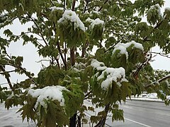 2015-05-07 07 46 55 New green leaves covered by a late spring wet snowfall on a Freeman's Maple on Silver Street in Elko, Nevada.jpg