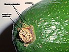 El aguacate o palta, Persea americana, posee un fruto con tépalos persistentes: se mantienen pero no se desarrollan durante la formación del fruto.