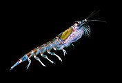 El krill antártico forma una de las biomasas más grandes de cualquier especie animal individual.[49]​
