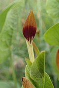 Aristolochia rotunda kz07.jpg