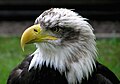 Image 10 Bald eagle at Bird of prey More selected pictures